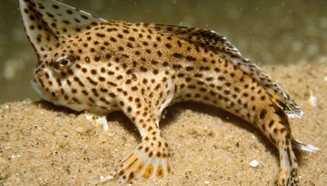 Loài cá có tay đốm (tên khoa học là Brachionichthys hirsutus) gây ấn tượng ngay từ chính cái tên của nó.